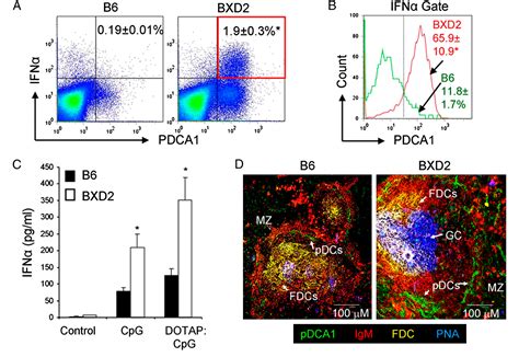 bxd2 richard miller|Marginal Zone Precursor B Cells as Cellular Agents for Type I IFN .